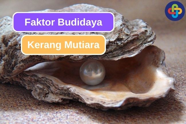 Hal-Hal Yang Harus Diperhatikan Agar Budidaya Kerang Mutiara Berhasil